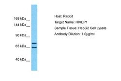 HIVEP1 Rabbit anti-Human, Polyclonal, Novus Biologicals 0.1 mL | Buy Online | Novus Biologicals | Fisher Scientific
